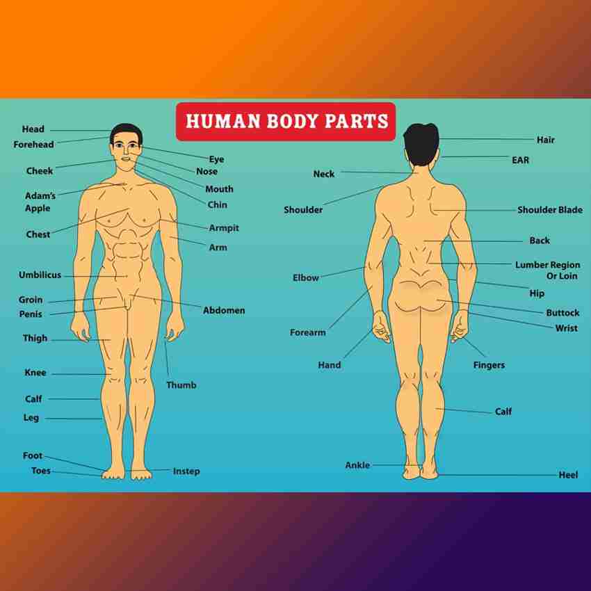 Parts Of The Body Names With Pictures